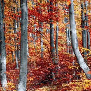 fall residential solar panels