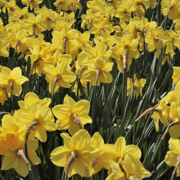 purchasing solar panels in spring