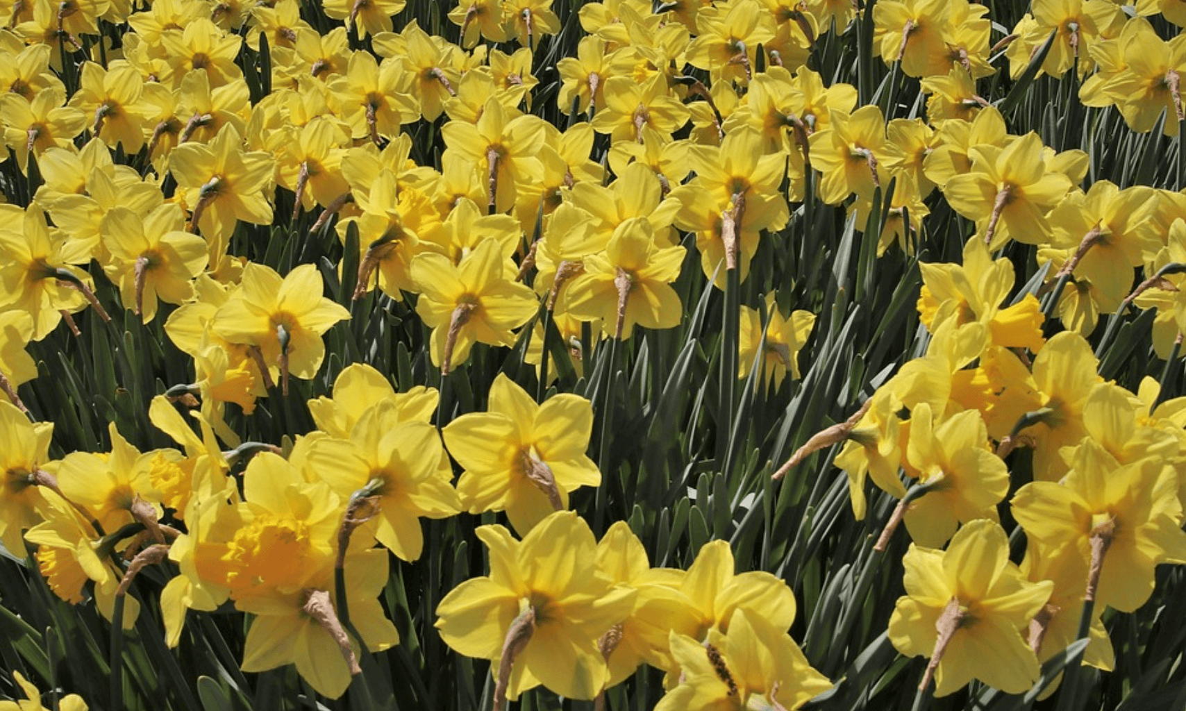 purchasing solar panels in spring